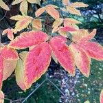 Acer maximowiczianum Leaf