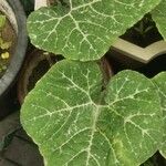 Cucurbita moschata Лист