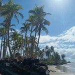 Cocos nucifera Hostoa