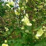 Alcea rosea Plante entière