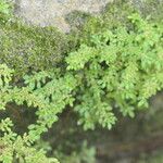 Pilea microphylla Staniste