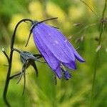 Campanula rhomboidalisFloare