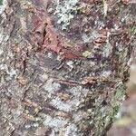 Prunus mume Bark