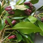 Syzygium aromaticum Hedelmä