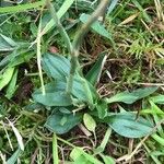 Spiranthes spiralisBlad