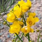 Senna crassiramea Flor