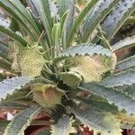 Dorstenia lavrani Flor