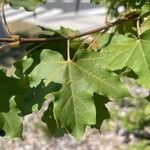 Acer campestreFeuille