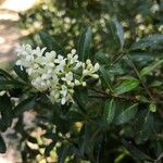 Ligustrum vulgareപുഷ്പം