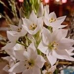 Ornithogalum thyrsoides Flower