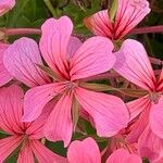 Pelargonium peltatumŽiedas