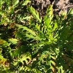 Euryops pectinatus Folio