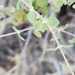 Zataria multiflora Leaf