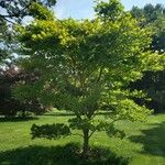 Acer shirasawanum Hábitos