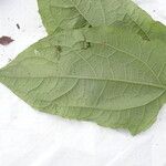 Lipotriche scandens Leaf