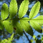 Weinmannia tinctoria Leaf