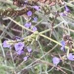 Lavandula multifida Flower