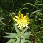 Hieracium umbellatumКветка