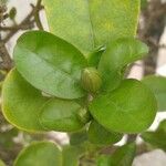 Brunfelsia uniflora Leaf