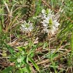 Coutoubea spicata Çiçek