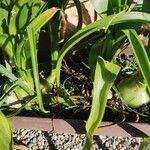 Albuca bracteata List