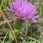 Cirsium acaule Blomst