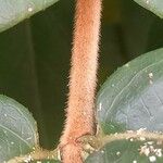 Lonicera acuminata പുറംതൊലി