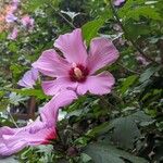 Hibiscus syriacusBlomma