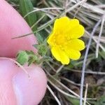 Potentilla reptansপাতা