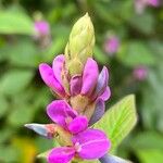 Desmodium intortum Blatt