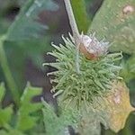 Medicago laciniata Frukt