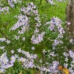 Symphyotrichum oolentangienseBlomst