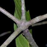 Mabea occidentalis Corteza