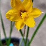 Zephyranthes tubispatha 花