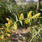 Acacia verticillata Цвят