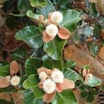Codia triverticillata Flor