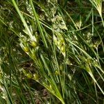Juncus tenuis Habit