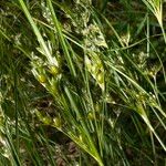 Juncus tenuis Natur