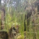 Dacrydium cupressinum Folla