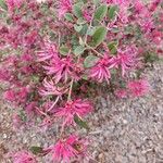 Monarda didymaBloem