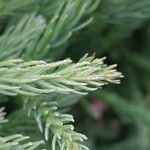 Cryptomeria japonica Leaf