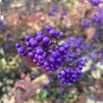 Callicarpa japonica Fruct