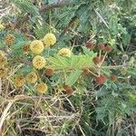 Acacia nilotica Flower