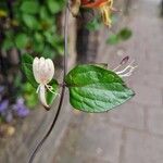 Lonicera caprifolium Flower