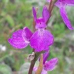 Anacamptis palustris Flor
