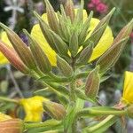 Oenothera glazioviana फूल