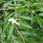 Lonicera maackii പുഷ്പം