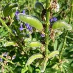 Lupinus perennis Плод