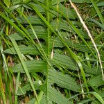 Cirsium erisithales Leaf