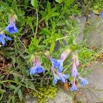 Glandora prostrata 花